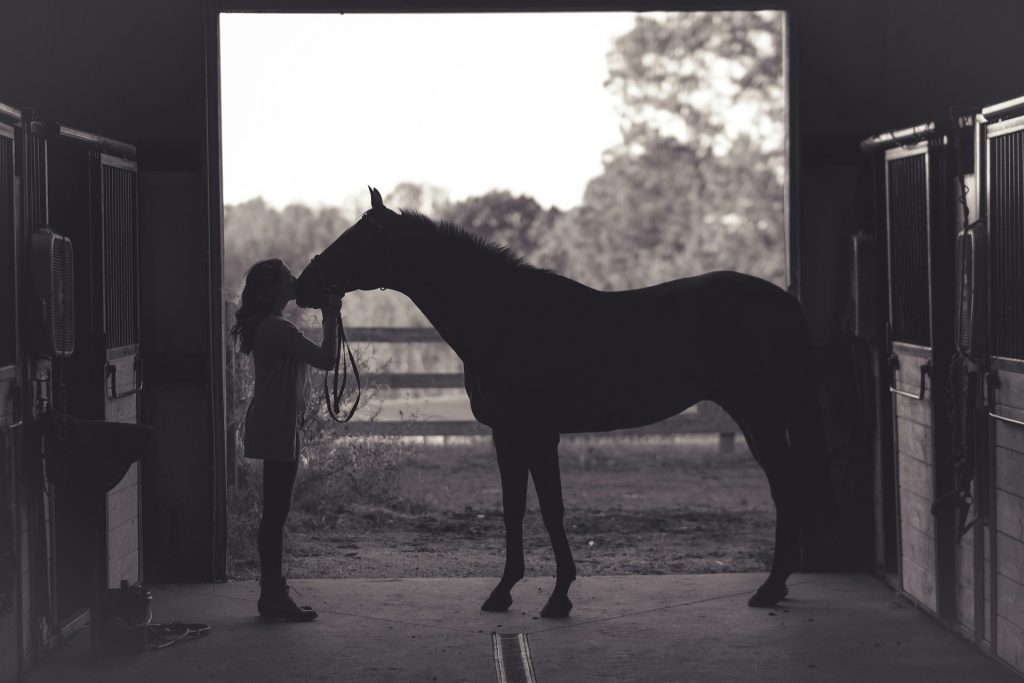 Horse health care
