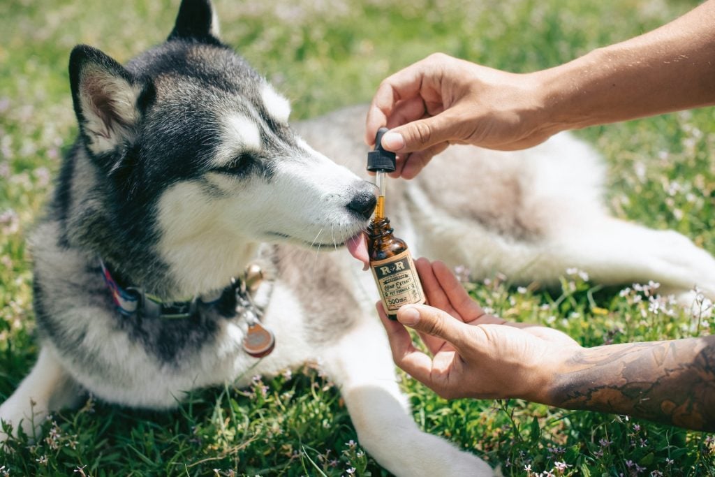 CBD and THC for Pets
