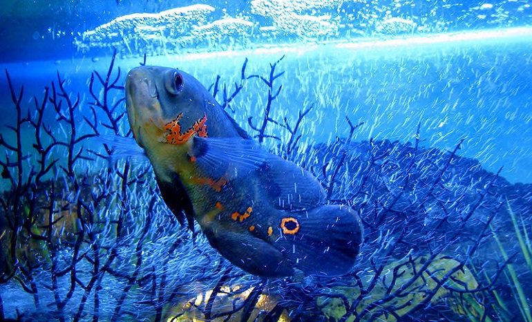 Fish Aquarium