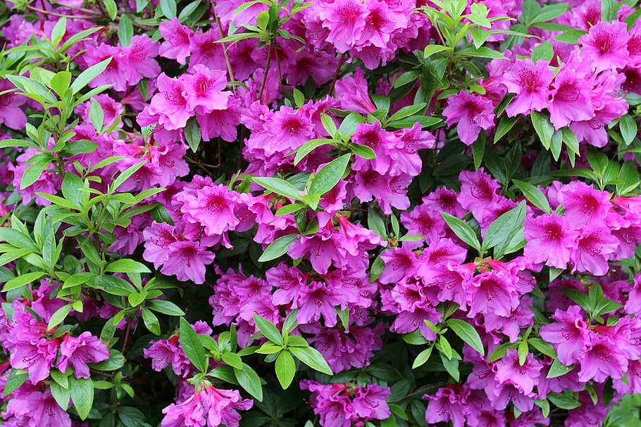 Azalea Christmas Flower