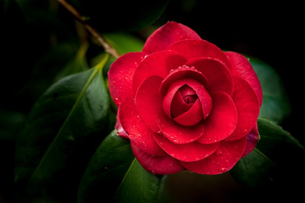 Camellia Winter flower