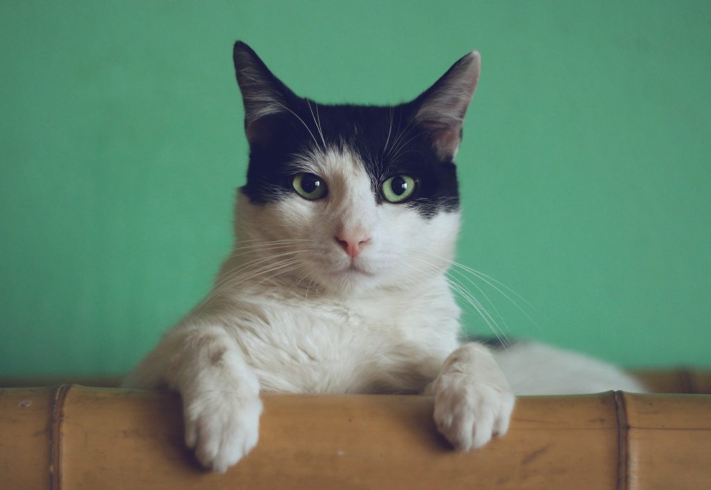 Cat healthy food