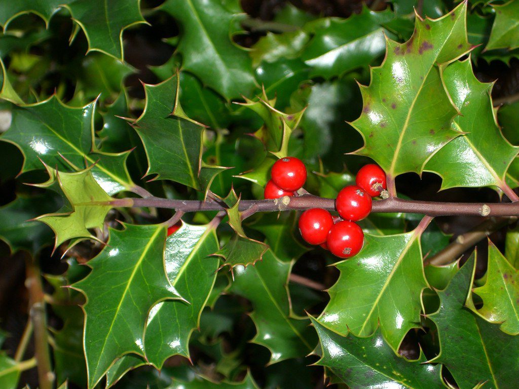 Christmas Holly plant
