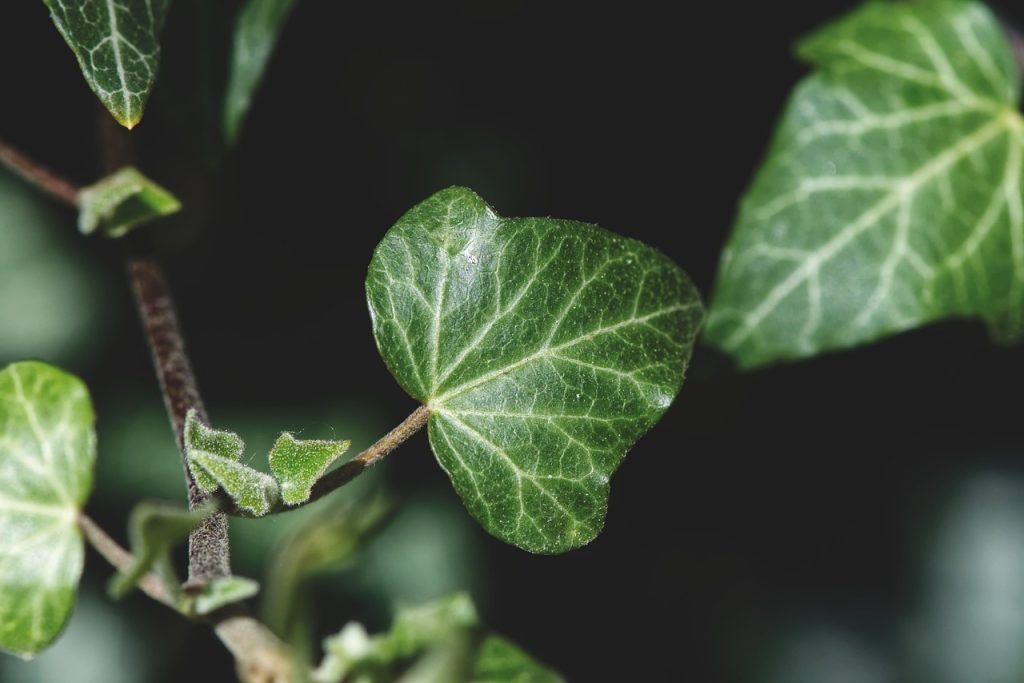 Christmas Ivy