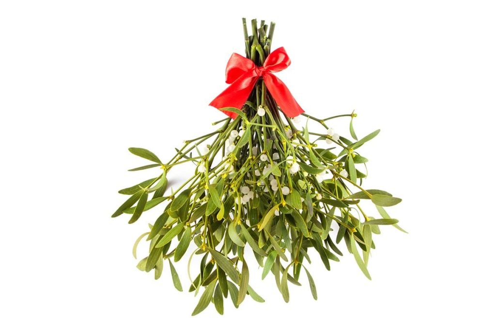 Christmas Mistletoe flower