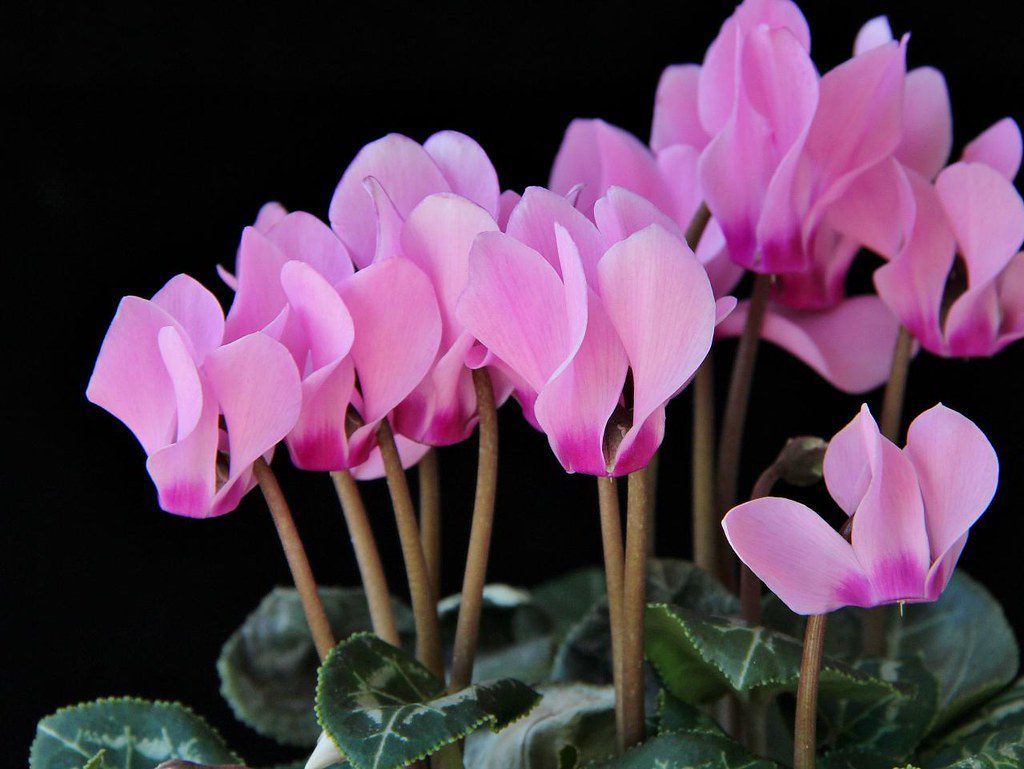 Cyclamen Christmas Flowers