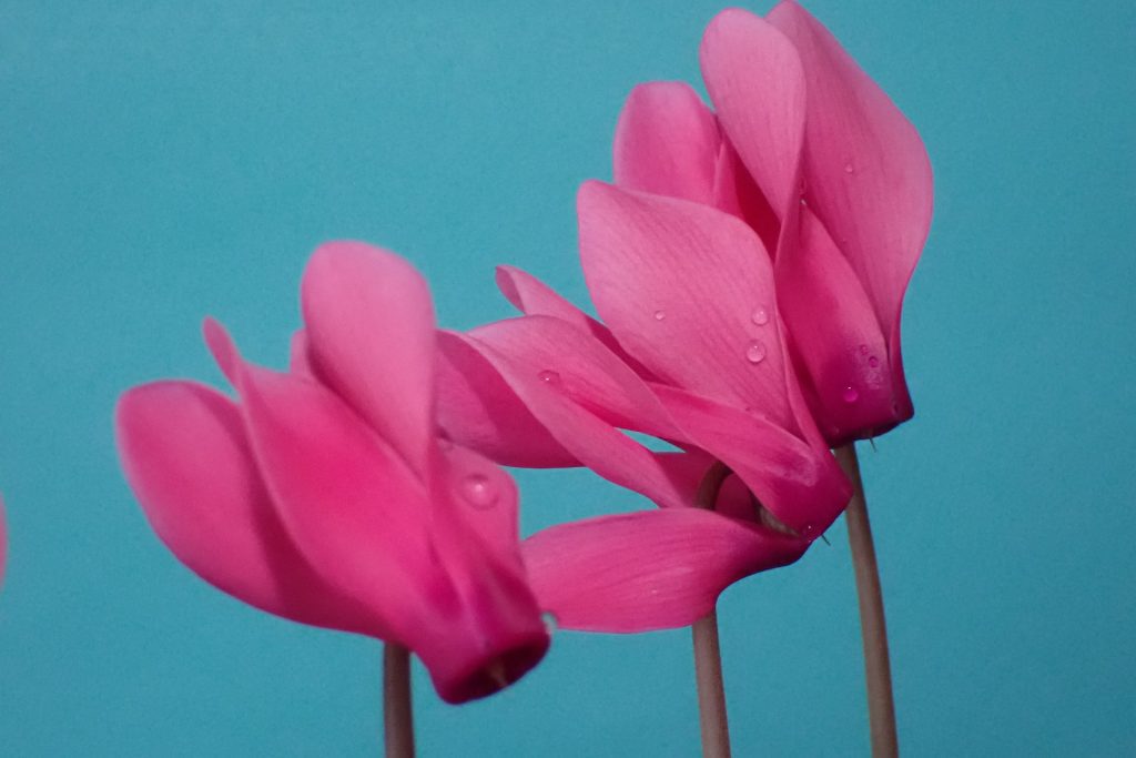 Cyclamen Winter Flower