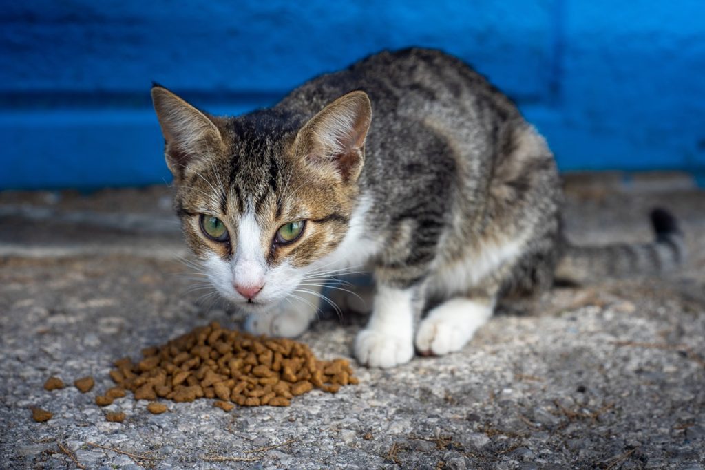 Healthy Foods for Your Cat