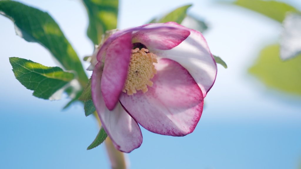 Hellebore Winter Flower