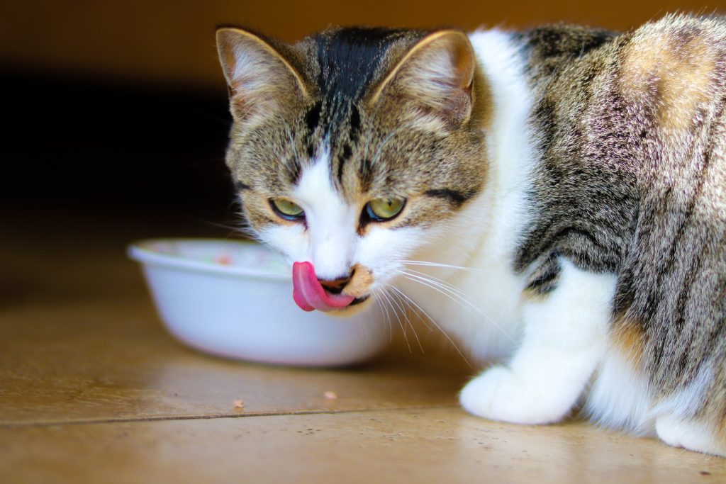 Homemade cat food