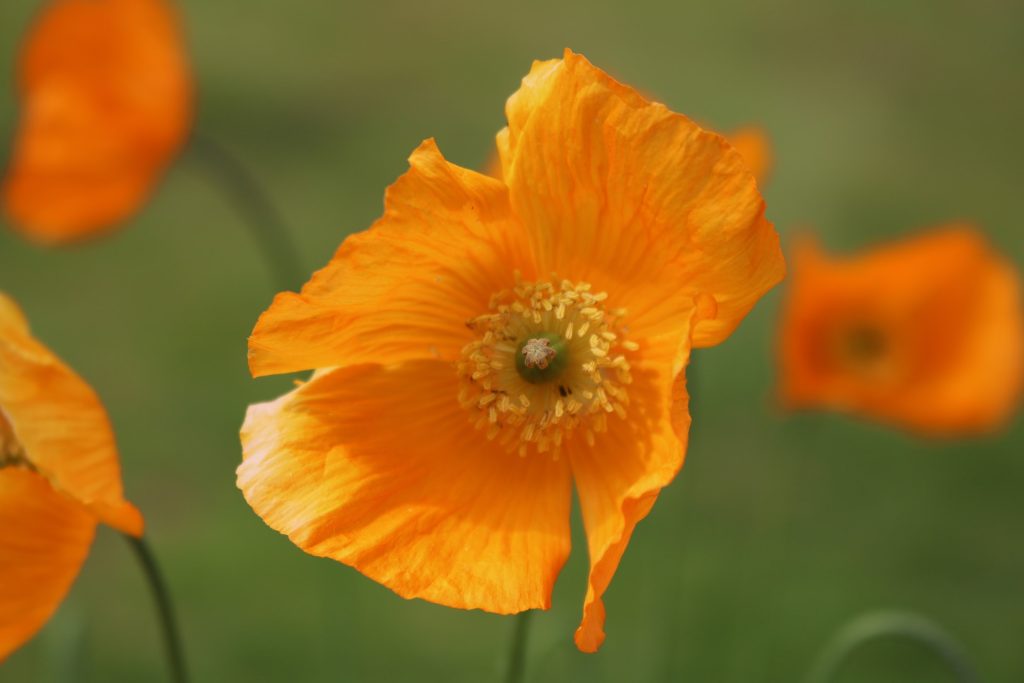 Iceland Poppy