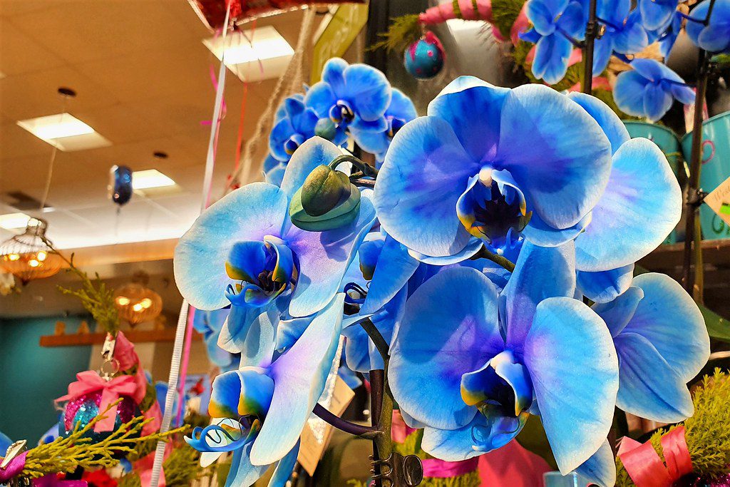 Orchids winter flower
