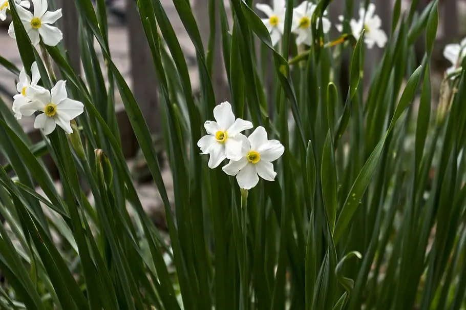 Paperwhites Narcissus Christmas Flower