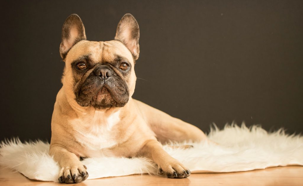 Pet Skin Allergies
