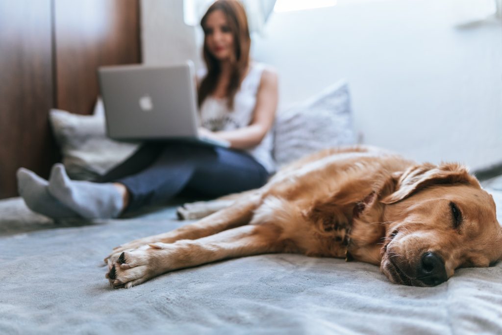 Pet arthritis