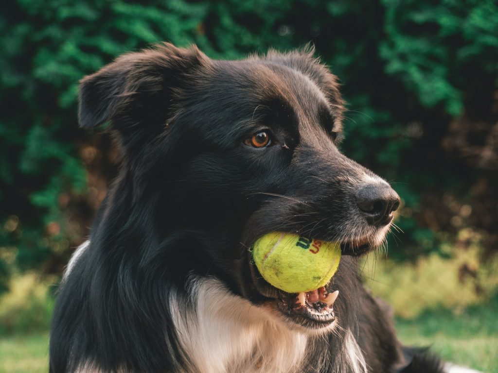 Pet dental problem