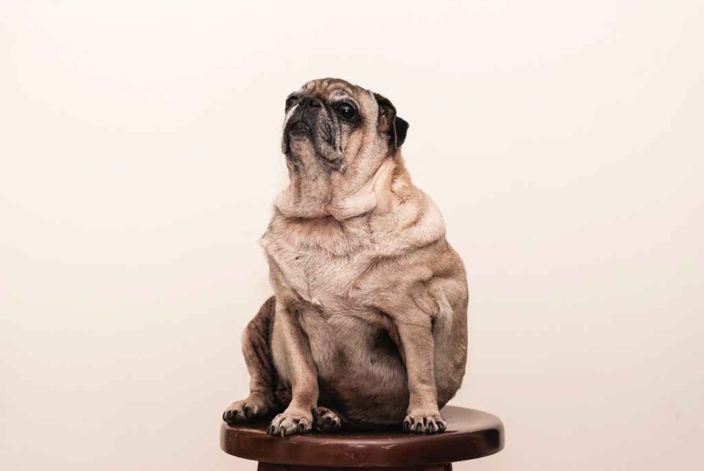 Pets obesity