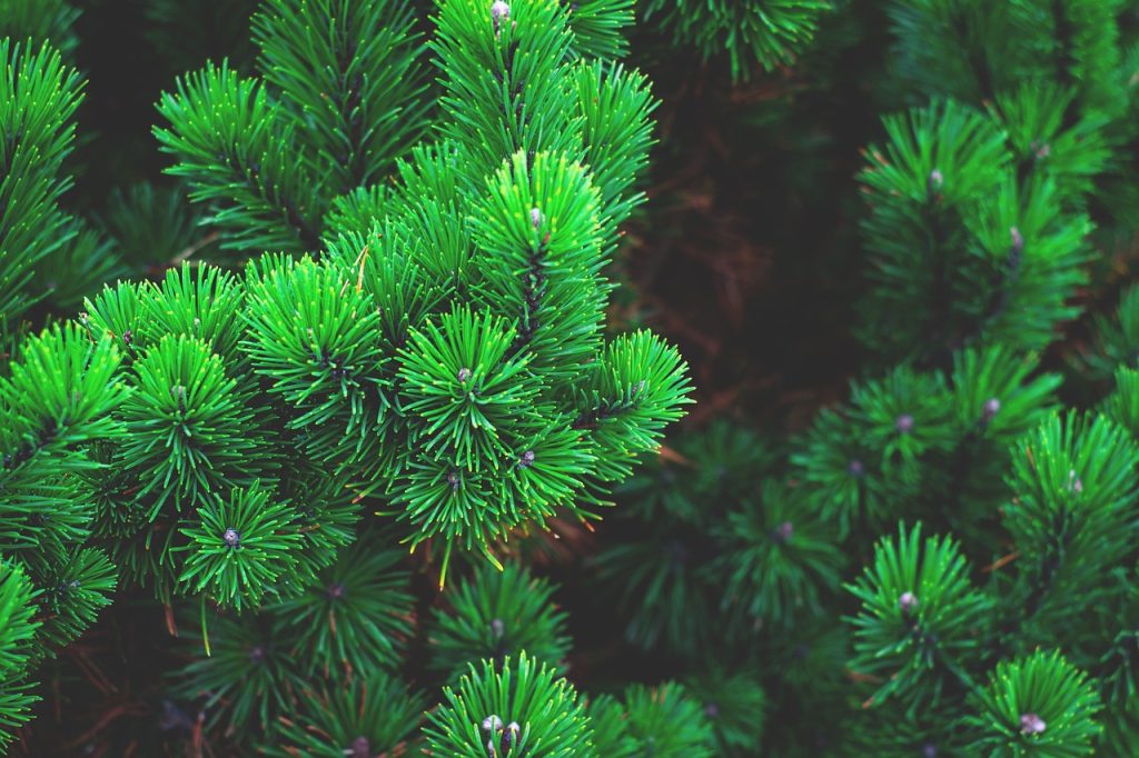 Pine plant Christmas