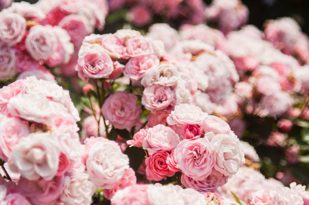 Pink roses