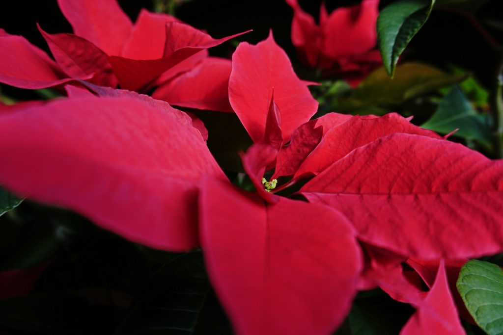 Poinsettia Winter Flower
