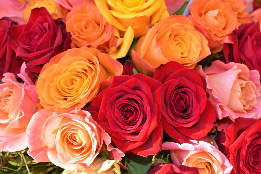 Roses for family