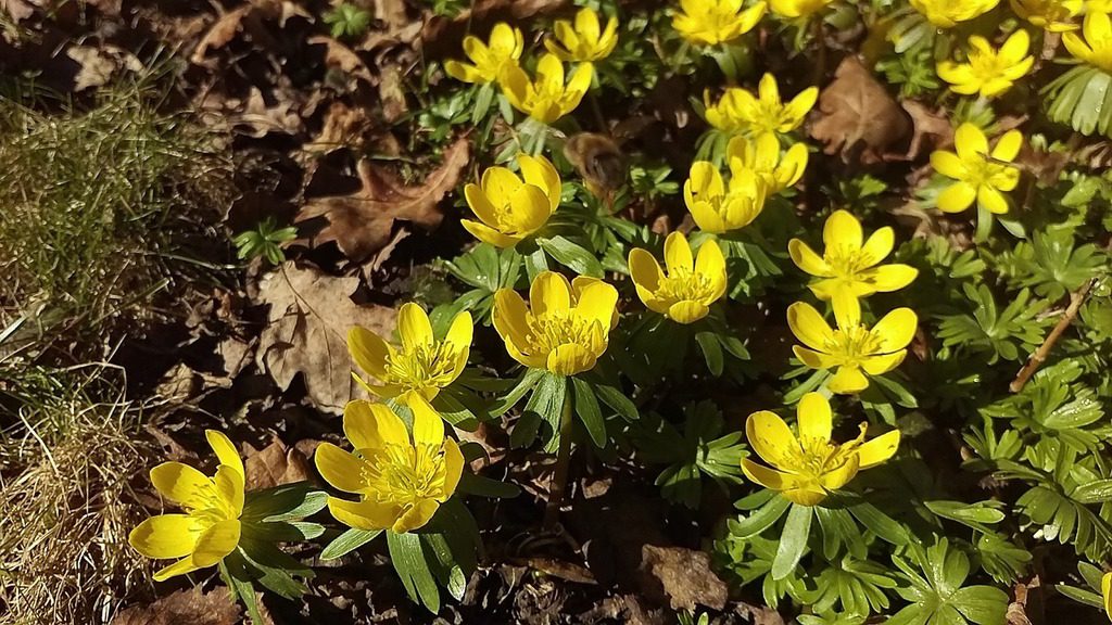 Winter Aconite 