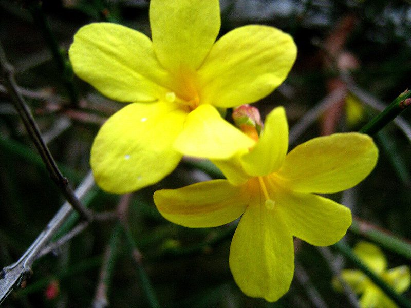 Winter Jasmine Flower