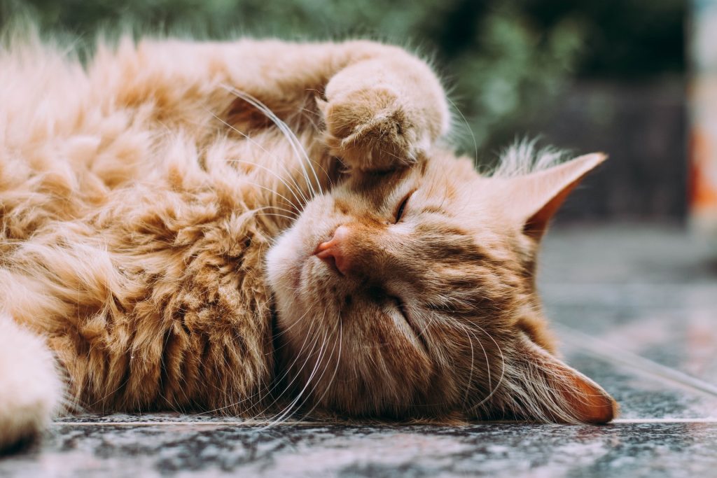 health food for cats
