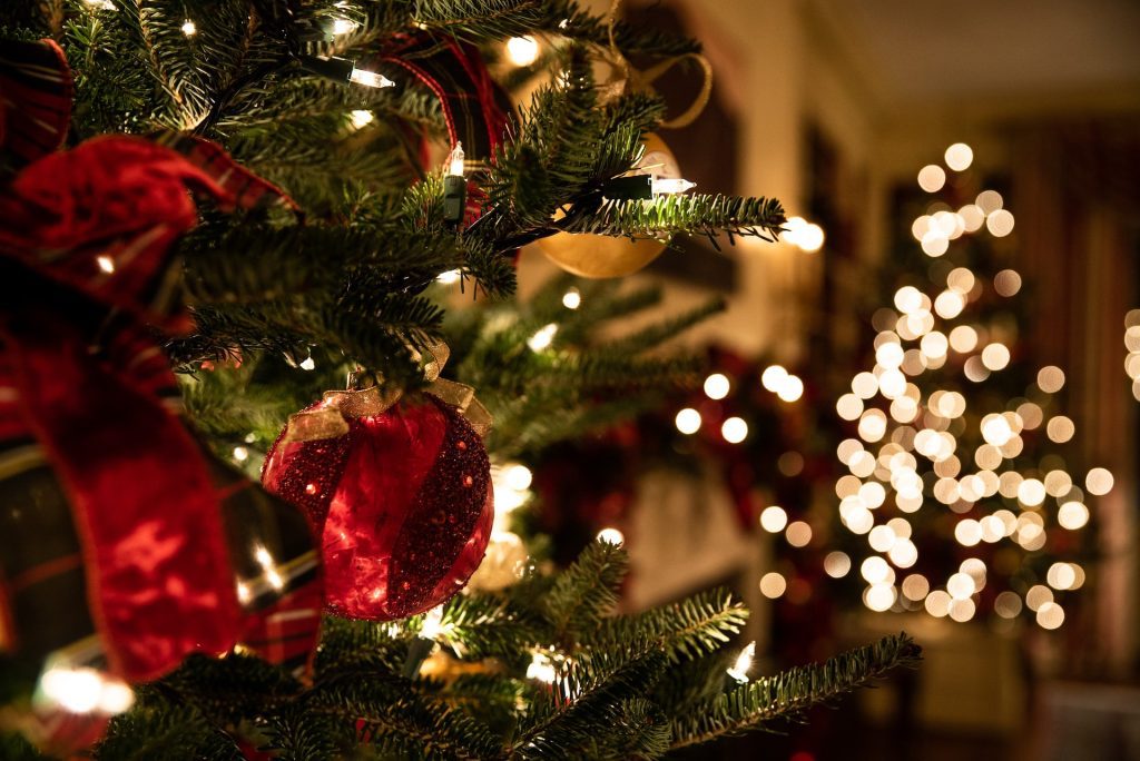 traditional christmas flowers and plants