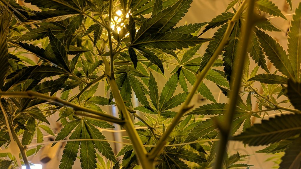 CBD for Pets