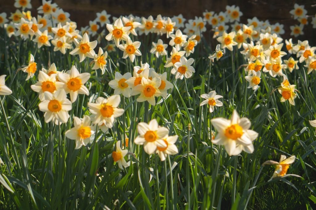 Daffodils spring flowers
