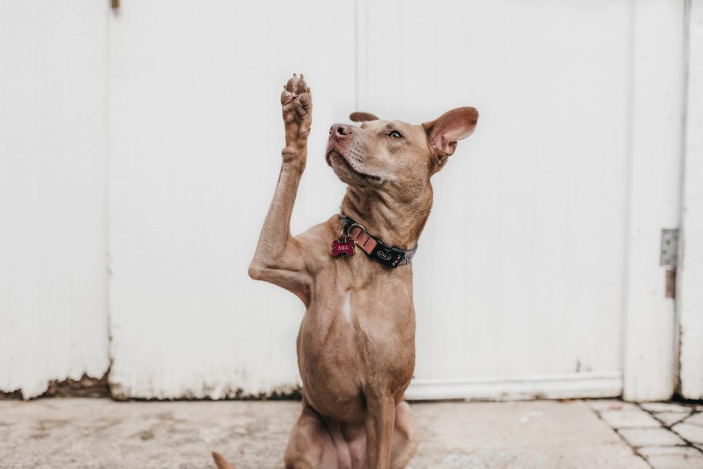 Dog's Joint Care