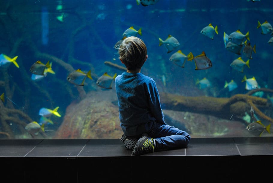 Feeding and Nutrition Fishes
