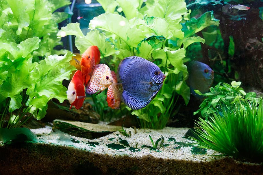Fish Aquarium care guide