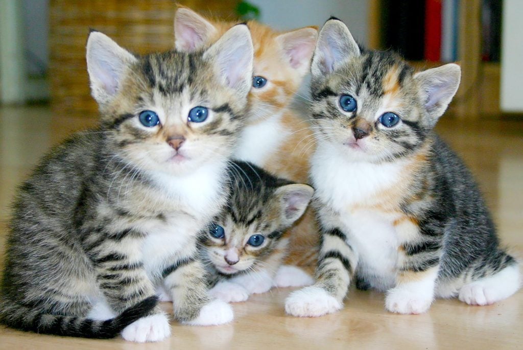 Flea Infestation in multi-cat homes