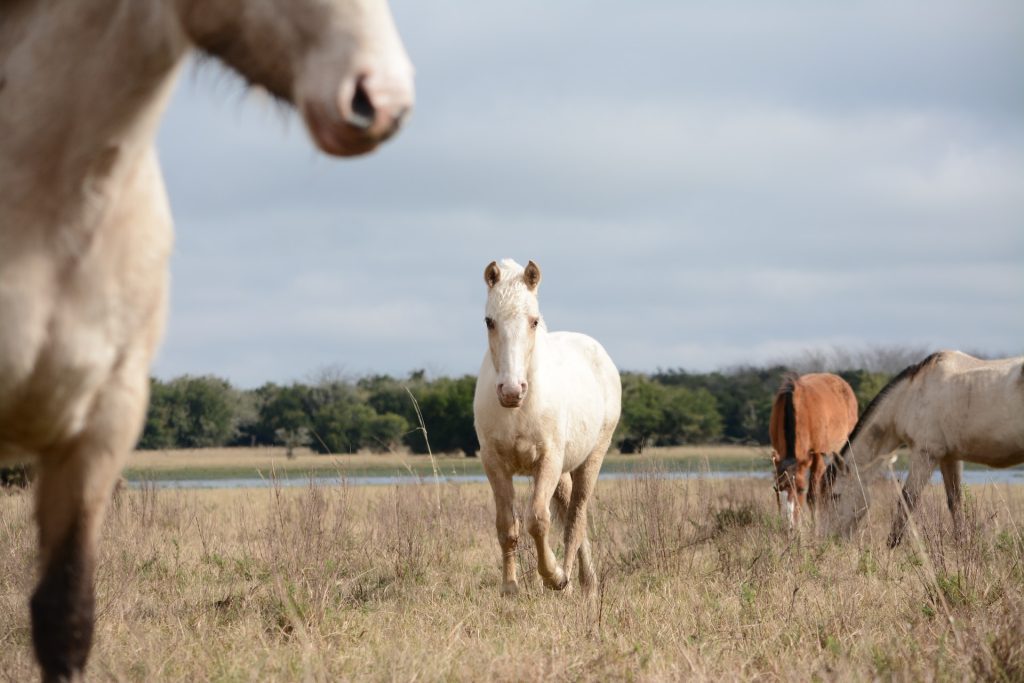 Horse Exercise