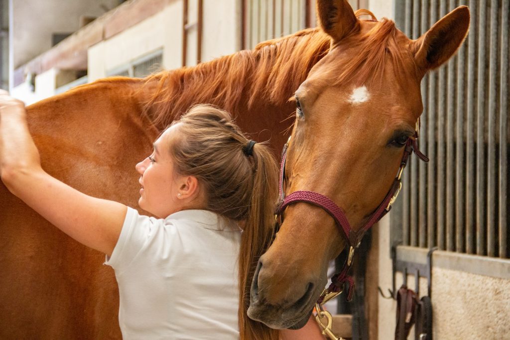Horse grooming