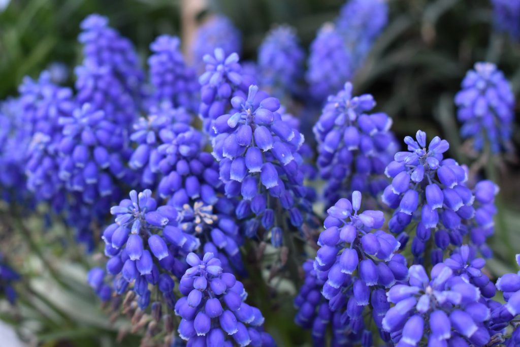 Hyacinths flowers for spring