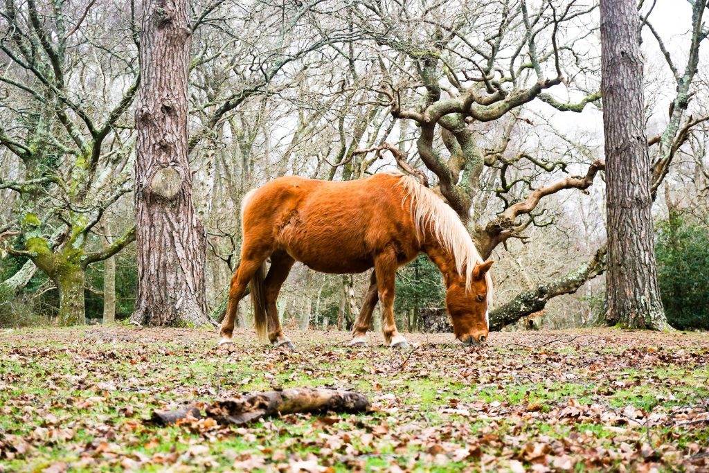Nutrition for Optimal Health of Your Horse