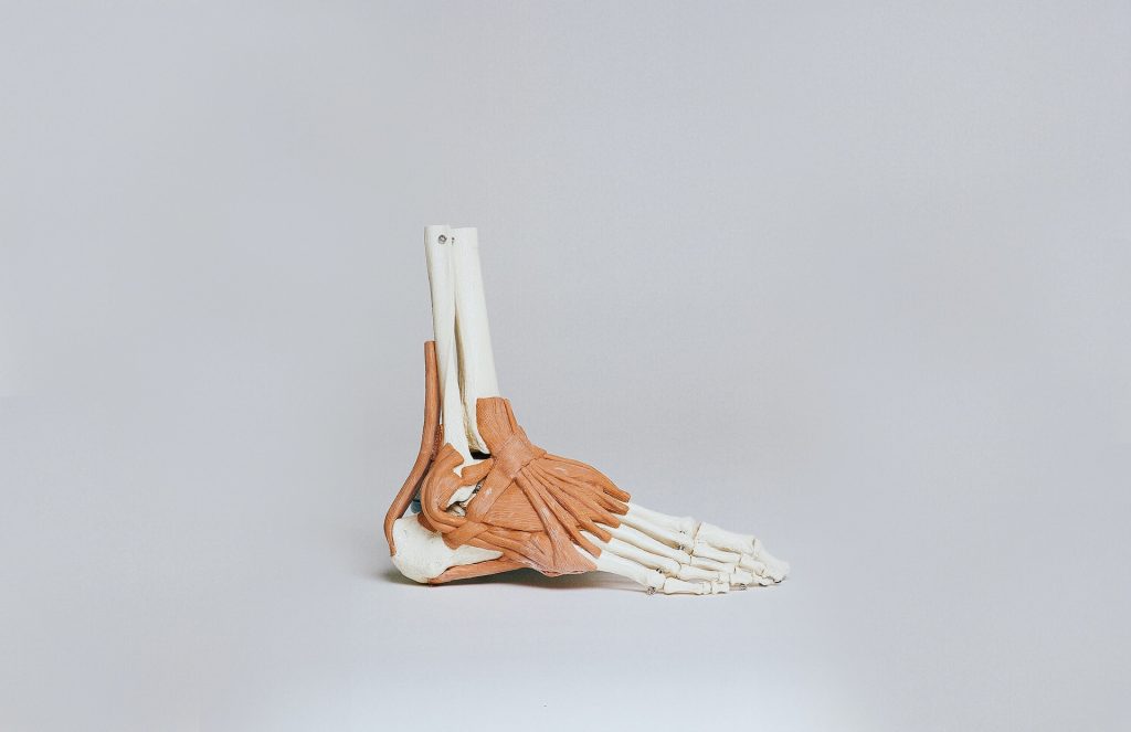 Nutrition in Muscles and Bone Health