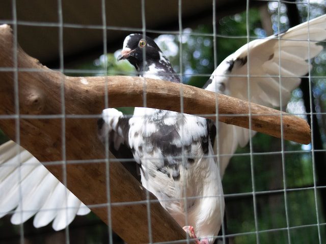 Pigeon loft