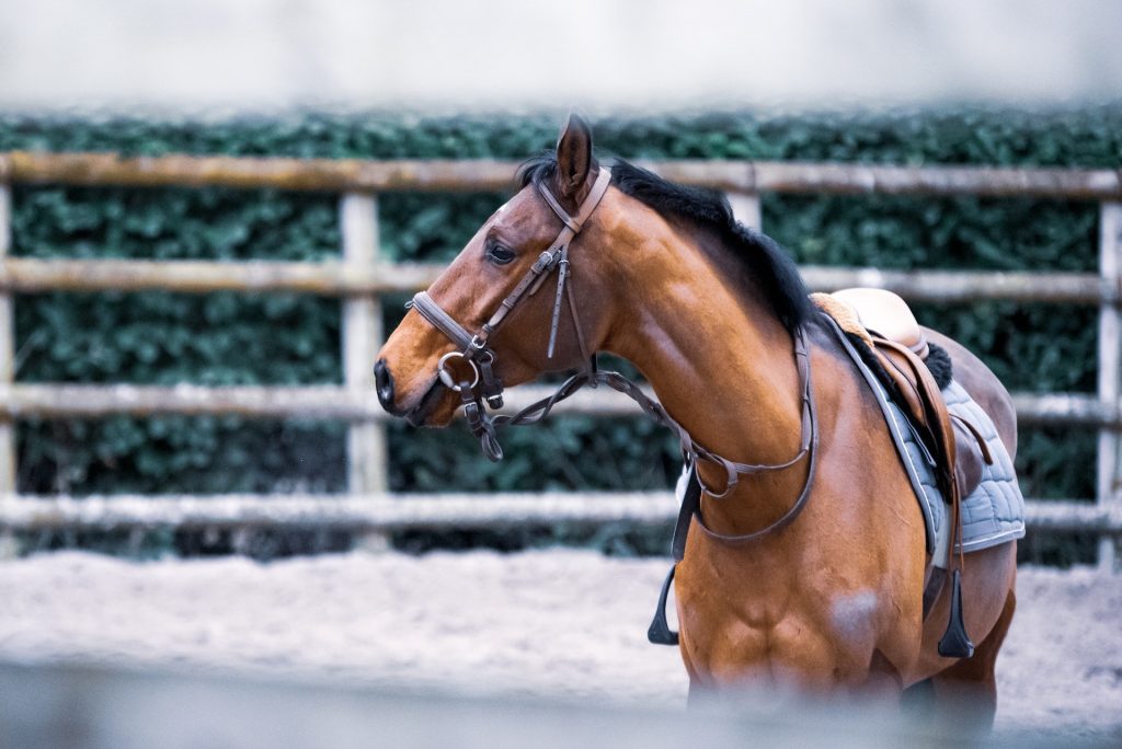 Preventive Healthcare for horse