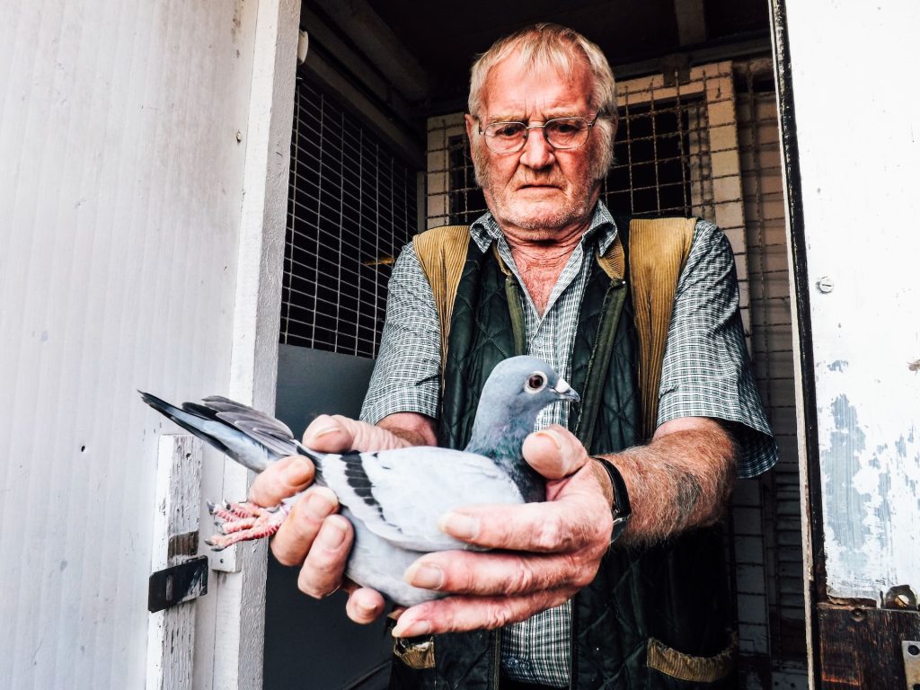 Racing Pigeon care 101