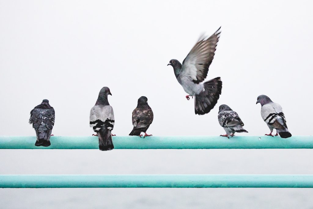 Racing Pigeons health tips