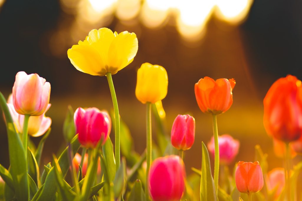 Tulips spring flowers