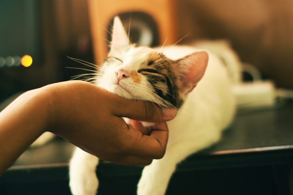 cannabis for pets