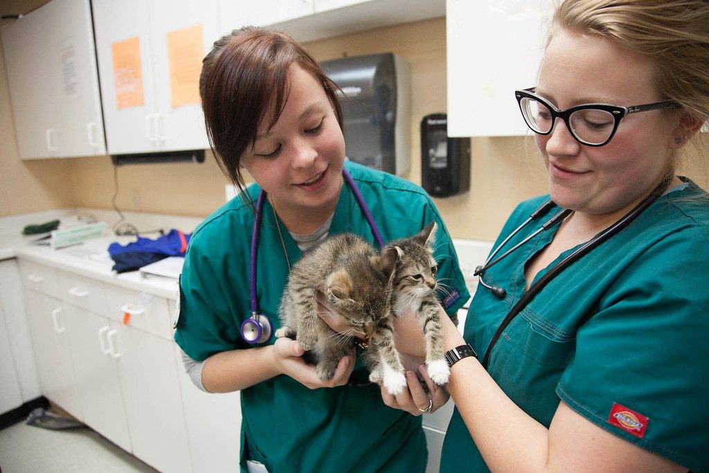 heartworm cats