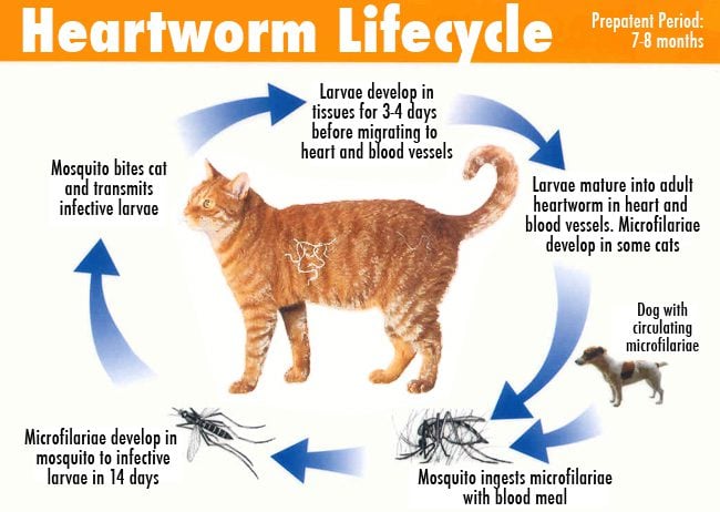 heartworm in cats
